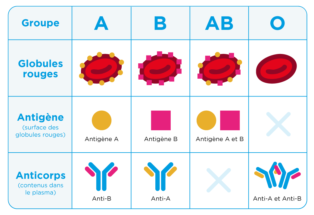 Antigènes et anticorps du système ABO