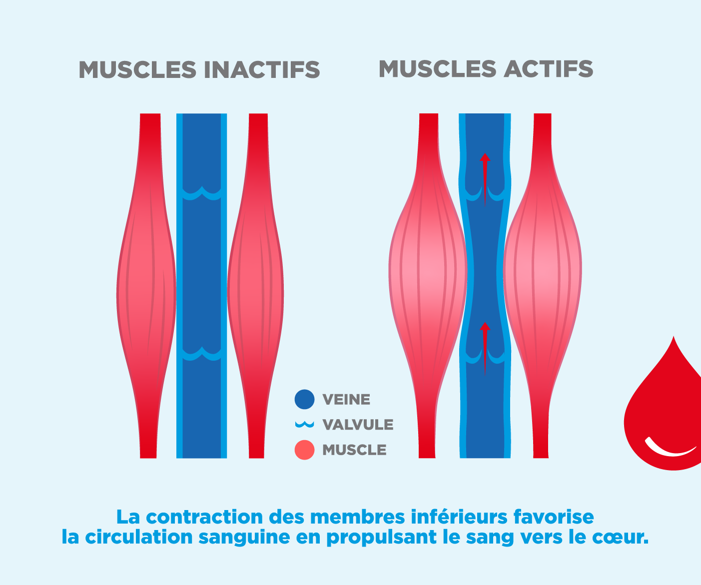 Schéma illustration l'impact de la contraction musculaire sur la circulation veineuse