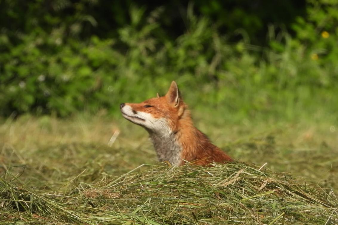 Photo d'un renard prise par Yann Le Meur