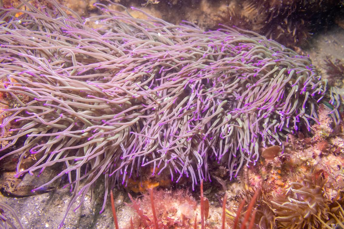 Photographie de coraux