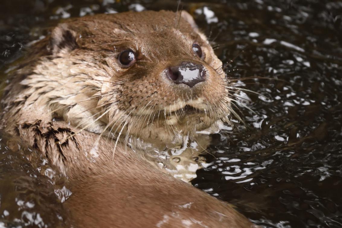 Photographie d'une loutre dans l'eau