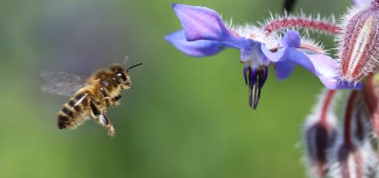 Photographie d'une fleur et d'une abeille